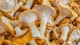 How to Clean Chanterelle Mushrooms