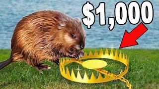 $0 vs $1,000 MUSKRAT Trapping!