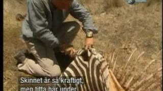 Bear Grylls eating raw zebra meat, man vs wild