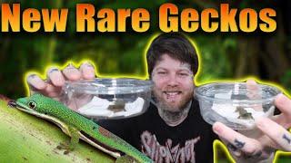 New Beautiful Day Geckos & A New Project! [Reptile Unboxing]