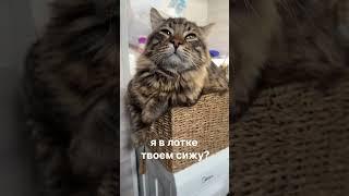 Лучшее видео за месяц с котом Василием:)