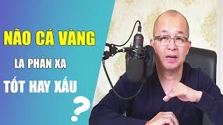 Não Cá Vàng Là Một Phản Xạ Cực Kỳ Tốt