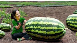 How to harvest giant watermelons to sell at the market Gardening | Minh Daily Harvesting