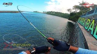 Mancing Dari Atas Pura, Umpan Jatuh Langsung Lep || HFB 175