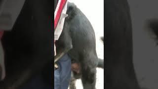 Парня Артема насилует собака