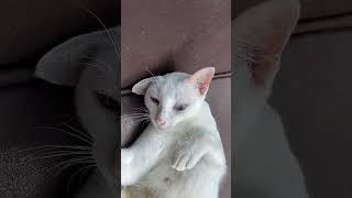 Baby Cats_ Cute and Funny Cat Videos Compilation #34