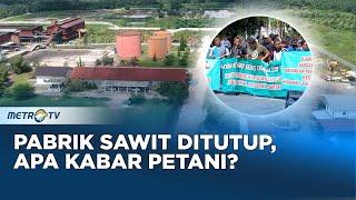 Pabrik Sawit Ditutup, Petani Terbengkalai