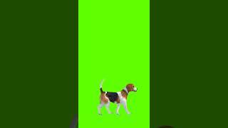 3D Green Screen DOG WALK #animals#shorts #greenscreen #animation#cartoon #background #shorts#viral