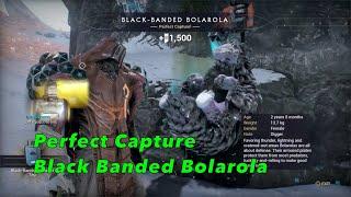 Perfect capture of Black-banded Bolarola | Conservationist Challenge | Warframe gameplay