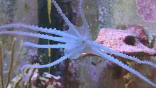WHATLEY the Caribbean Reef octopus