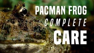Pacman Frog Care Guide: Everything You Need To Know!