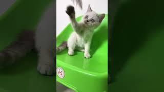 Kucing munchkin munuet NS (alhamdulillah ADOPTED)#shortvideo#catlover#kucingmunchkin#jualmunchkin