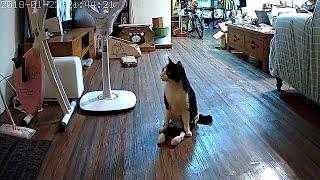 Paralyzed Cat Hears Owner Come Home || ViralHog