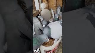 How to Catch your Pet Pigeon | Racing Pigeon | Homer | Kabutar