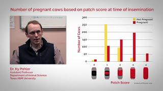 Cattle Heat Detection Made Easy | ESTROTECT