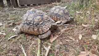 Leopard tortoise, an introduction