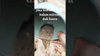 NEWS BIJI TIMAH SUPER OC 79 KERJA SUNTIK KAPSA MERAH# #sortvideo #kingcerucok817