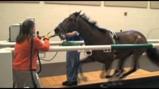 Performing Treadmill Endoscopy at Rood & Riddle Equine Hospital