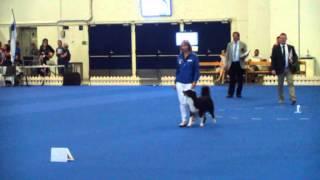 Obedience World Championship 2014 , Explosive Kaos e Valentina Balli