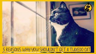 5 Reasons Why You Shouldn’t Get a Tuxedo Cat