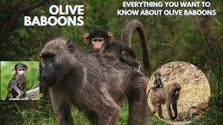 Everything You Need To Know About Olive Baboons | Animal Videos | Baboon Life #baboon #monkey