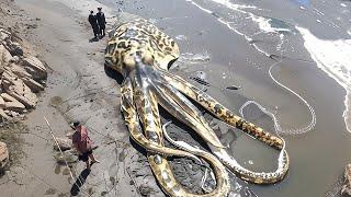 Giant Octopus Recently Washed Up On the Beach and Shocked Everyone!