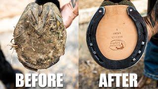 Satisfying Hoof Restoration | 4K FARRIER ASMR