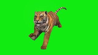 Тигр | tiger | Футажи для видео | Хромакей | green screen | ФутаЖОР