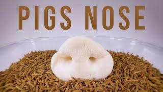 10 000 Mealworms vs. PIGS NOSE