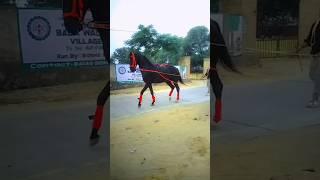 viral horse video #shorts #horse #horselover #horseriding #trending #ghoda #ghodi #viralvideo