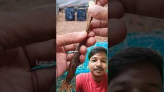 Unique plant grafting #sambungbonggoldurian #gardening #bonsai #garden #tech #prajapati #agriculture