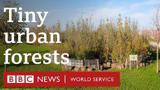 The tiny urban forests bringing nature to the heart of the city - BBC World Service