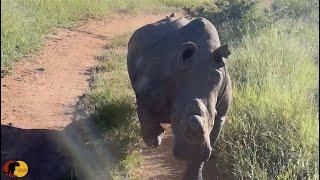 EPIC Rhino Charge! Rhino Attacks Safari Vehicle!