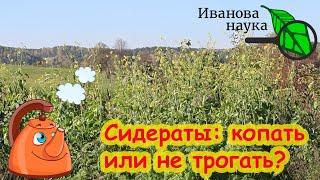 СИДЕРАТЫ ОСЕНЬЮ: перекапывать или оставить как есть? Многолетний опыт дает однозначный ответ.