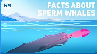 5 Amazing Facts You Didn't Know About Sperm Whales