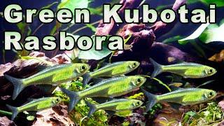 An AMAZING Tiny Green Fish: Green Kubotai Rasbora Care and Breeding