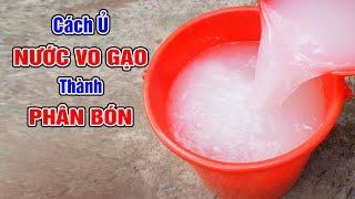 Cách ủ nước vo gạo thành phân bón