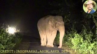 Elephant  Walking At Night Face To Face.