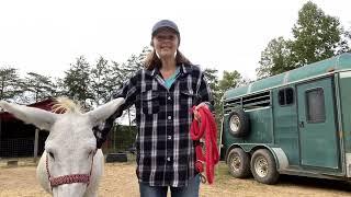 Donkey Training! Leading tip series Video 2!  #donkey #clickertraining #positivereinforcement