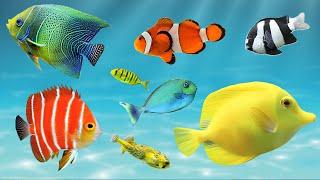 Aquarium extotic  fishes, coral reef aquarium fishes, ocean fishes sounds