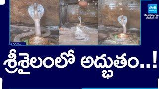 King Cobra Snake Spotted at Shiva Lingam in Srisailam |@SakshiTV