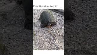 Jump scare of the year #Shorts #Turtles #Animals