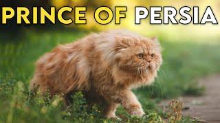 Persian Cat 101 - Learn ALL About Them!