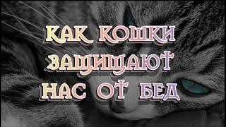 Как кошки защищают нас от бед? Приметы и суеверия про кошек