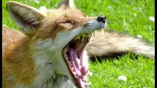 Fox Calls And Barks