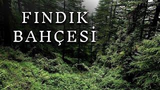 Ordu'daki Fındık Bahçesinde Yaşanan Korkunç Olaylar | Korku Hikayeleri | Paranormal