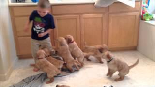 The 9 Puppy Chase & Tackle || Family Fun Pack Puppies