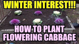 HOW TO PLANT FLOWERING CABBAGE AND FLOWERING KALE