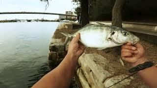 Trevally on Soft Plastics