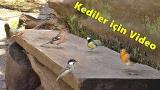 Kedi TV - Kediler için Video - renkli küçük kuşlar